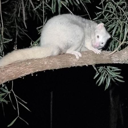 Bird Songs Getaway Accommodation Cabbage Tree Creek Luaran gambar