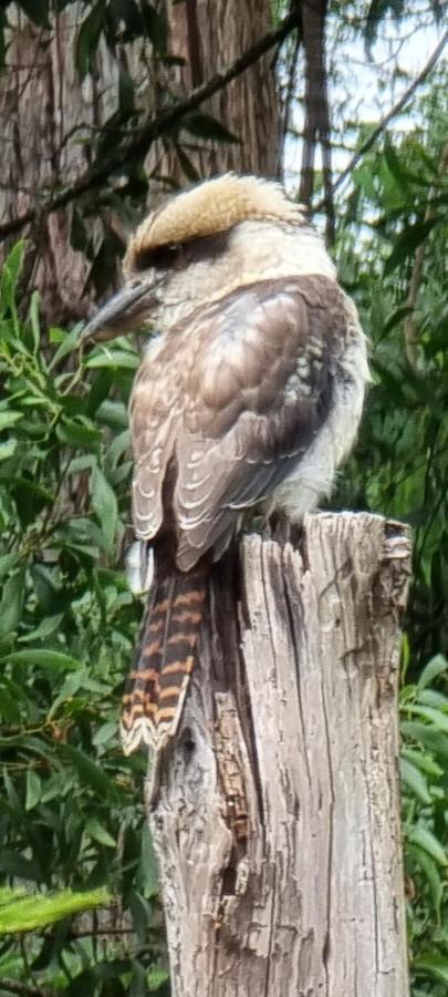 Bird Songs Getaway Accommodation Cabbage Tree Creek Luaran gambar
