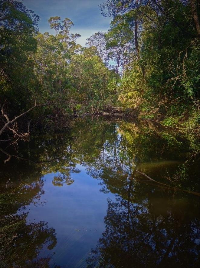 Bird Songs Getaway Accommodation Cabbage Tree Creek Luaran gambar