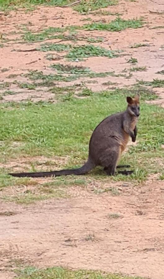 Bird Songs Getaway Accommodation Cabbage Tree Creek Luaran gambar