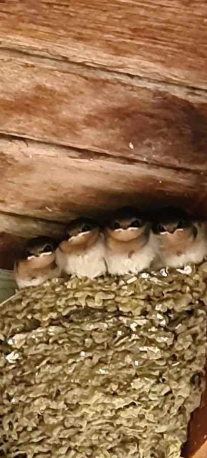 Bird Songs Getaway Accommodation Cabbage Tree Creek Luaran gambar